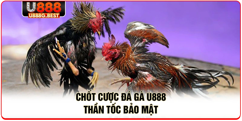 Chốt cược đá gà u888 thần tốc bảo mật